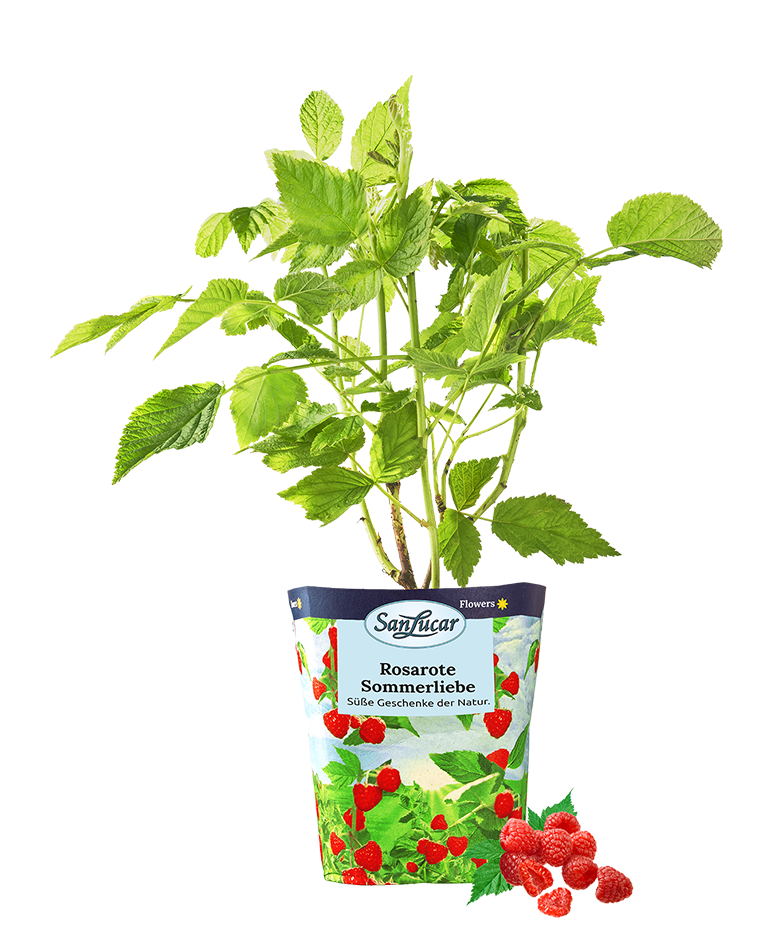 Raspberry plant with ripe and unripe berries, showcasing fresh and natural growth
