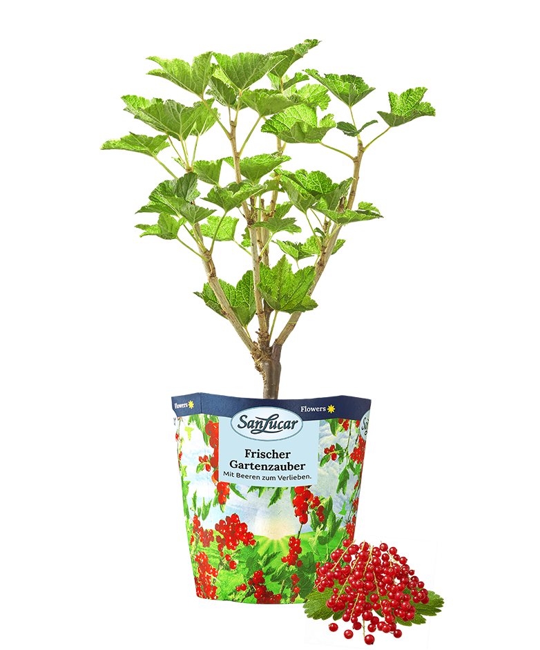 Red currant plant with ripe and unripe berries, showcasing fresh and natural growth