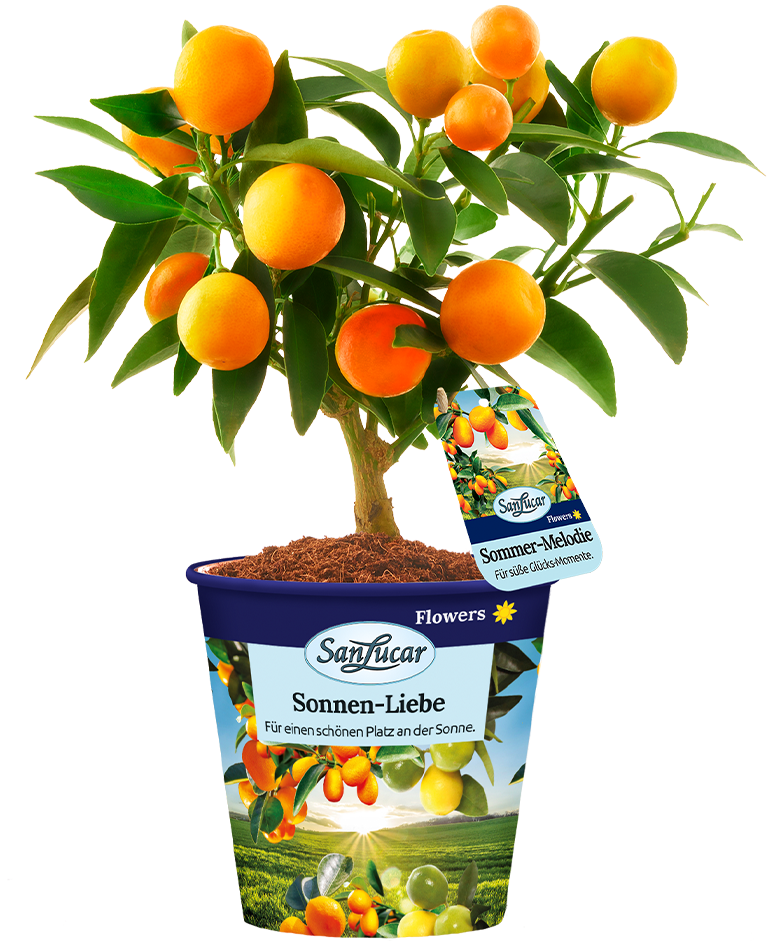 Kumquat tree with ripe citrus fruits – a vibrant ornamental plant with small, tangy oranges.