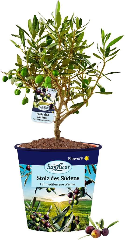 Olive tree with lush green leaves and ripening olives, representing Mediterranean agriculture