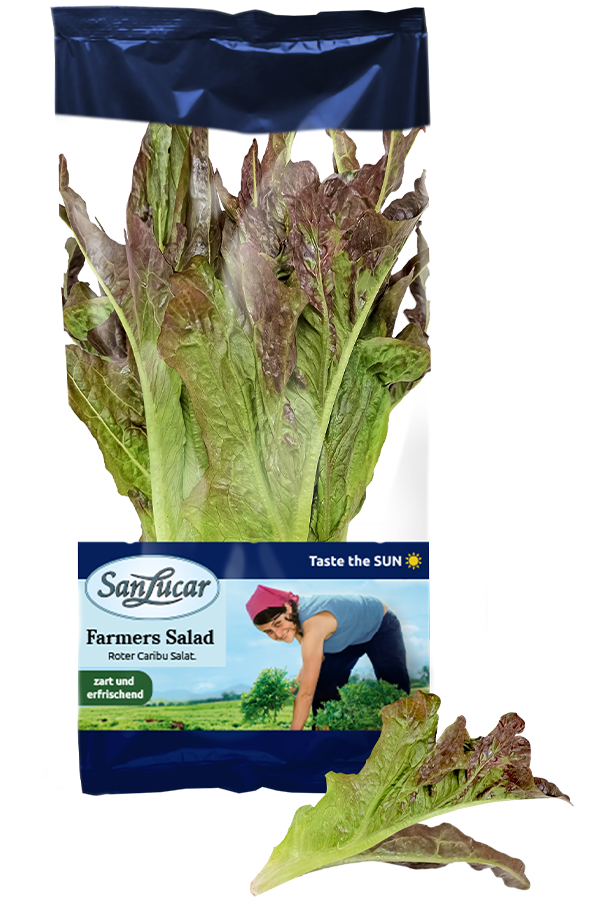 Fresh SanLucar Roter Caribu lettuce, crisp and tender, showcasing its rich red leaves and vibrant texture.