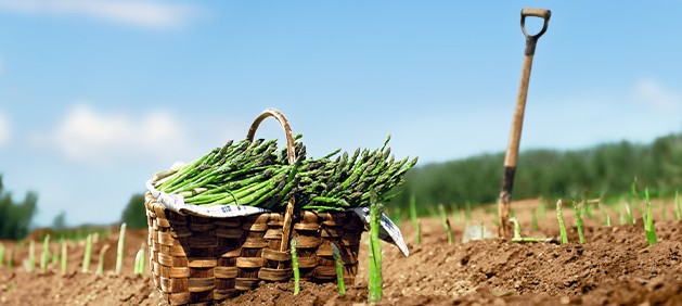 Fresh asparagus spears, green and tender, showcasing their crisp texture and rich flavor.