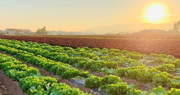 Fresh vegetables growing in a field, illuminated by natural sunlight and surrounded by green foliage.