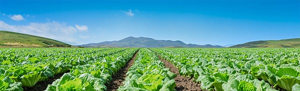 Fresh green lettuce growing in a field, illuminated by natural sunlight and surrounded by rich soil.