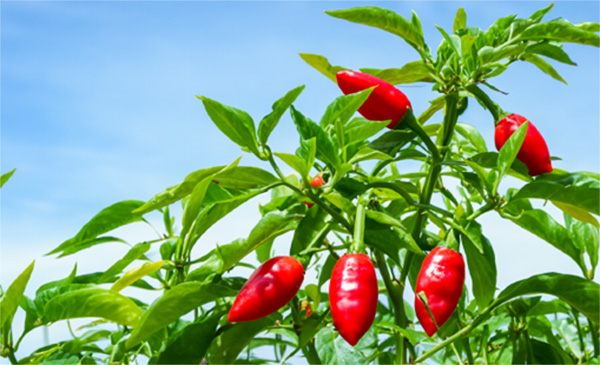 Fresh SanLucar Leckerbissen bell peppers, vibrant and crisp, showcasing their rich color and sweet flavor.