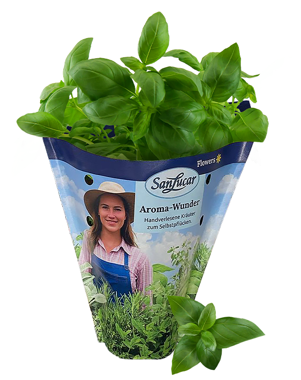 Papiertute_Krauter_Basilikum Fresh basil in a sustainable paper bag – aromatic and ready for cooking or seasoning