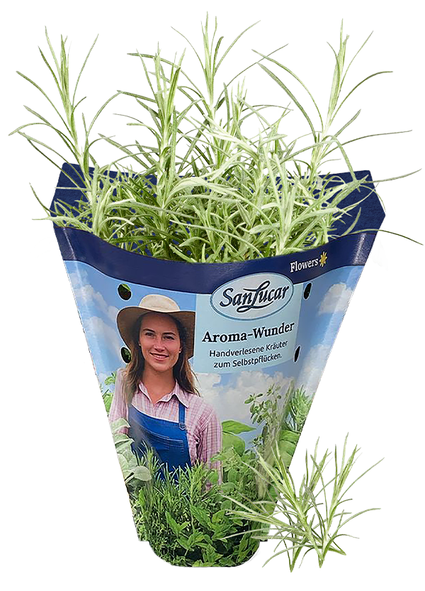 Papiertute_Krauter_Currykraut Fresh curry herb in a sustainable paper bag – aromatic and perfect for seasoning dishes.