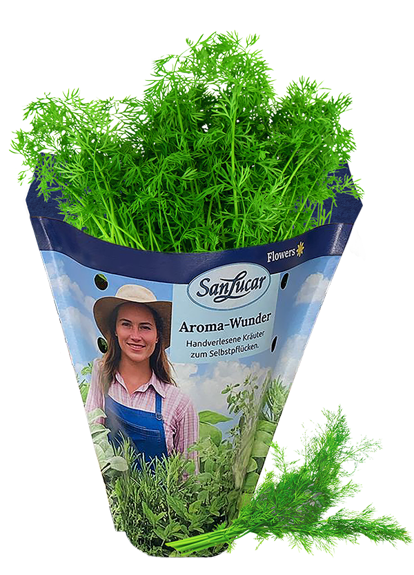 Papiertute_Krauter_Dill_Küchenkraut Fresh dill in a sustainable paper bag – aromatic herb perfect for cooking and garnishing