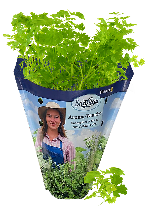 Papiertute_Krauter_Kerbel Fresh chervil in a sustainable paper bag – delicate, aromatic herb perfect for cooking and garnishing