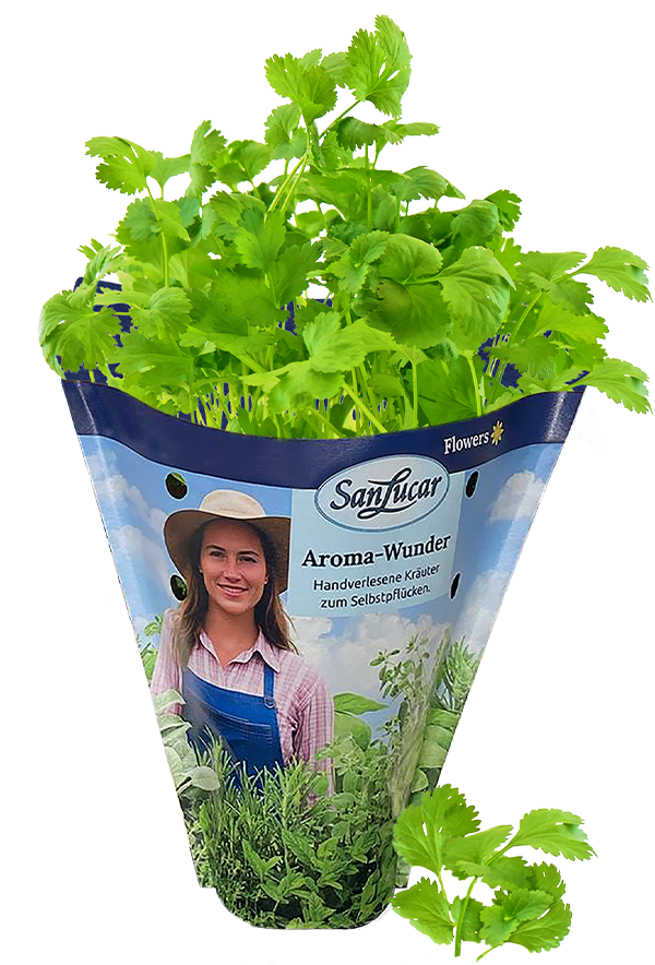 Papiertute_Krauter_Koriander Fresh coriander in a sustainable paper bag – aromatic herb perfect for cooking and garnishing