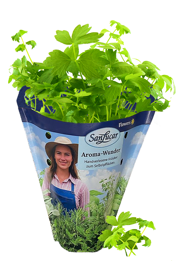 Papiertute_Krauter_Liebstockel Fresh lovage in a sustainable paper bag – aromatic herb perfect for soups and seasoning