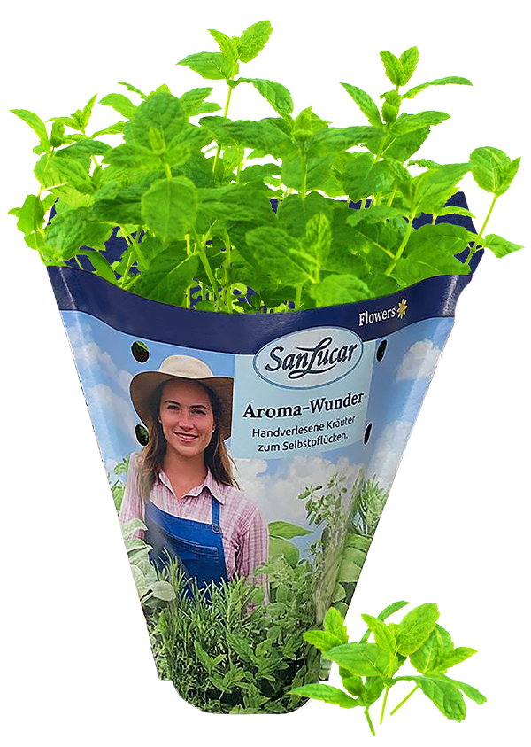 Papiertute_Krauter_Marokanische_Minze Fresh Moroccan mint in a sustainable paper bag – aromatic herb perfect for tea, desserts, and cooking