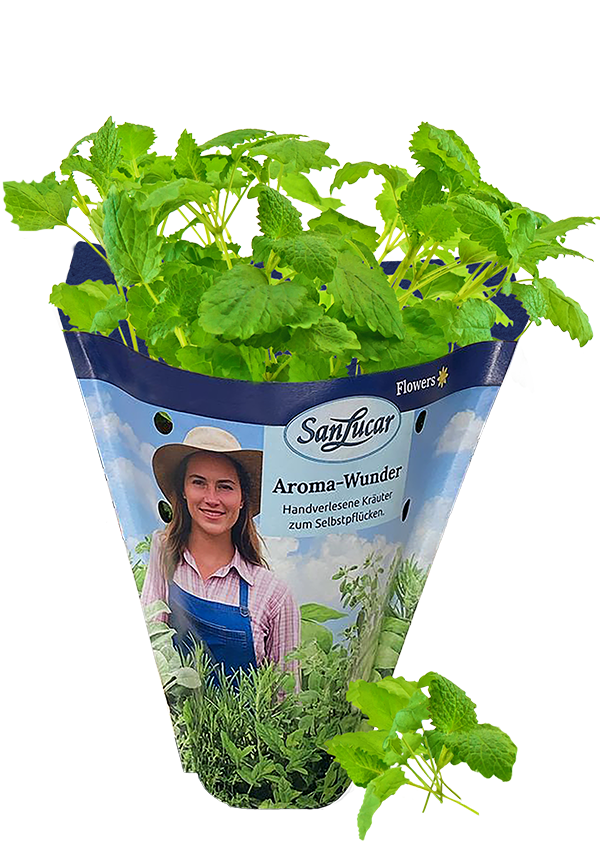 Papiertute_Krauter_Melissa Fresh lovage in a sustainable paper bag – a flavorful herb ideal for soups, stews, and seasoning