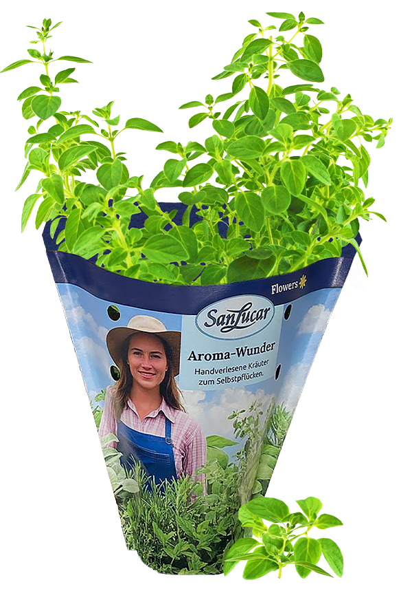 Papiertute_Krauter_Oregano Fresh oregano in a sustainable paper bag – aromatic herb perfect for Italian and Mediterranean cuisine.