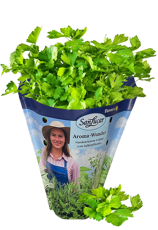 Papiertute_Krauter_Petersilie glatt Fresh flat-leaf parsley in a sustainable paper bag – aromatic herb perfect for cooking and garnishin