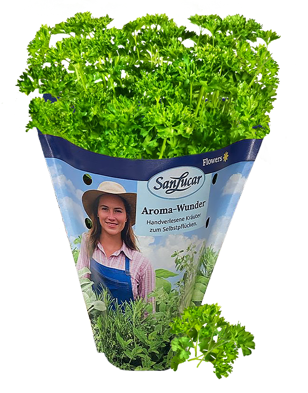 Papiertute_Krauter_Petersilie_kraus Fresh curly parsley in a sustainable paper bag – aromatic herb perfect for garnishing and cooking.
