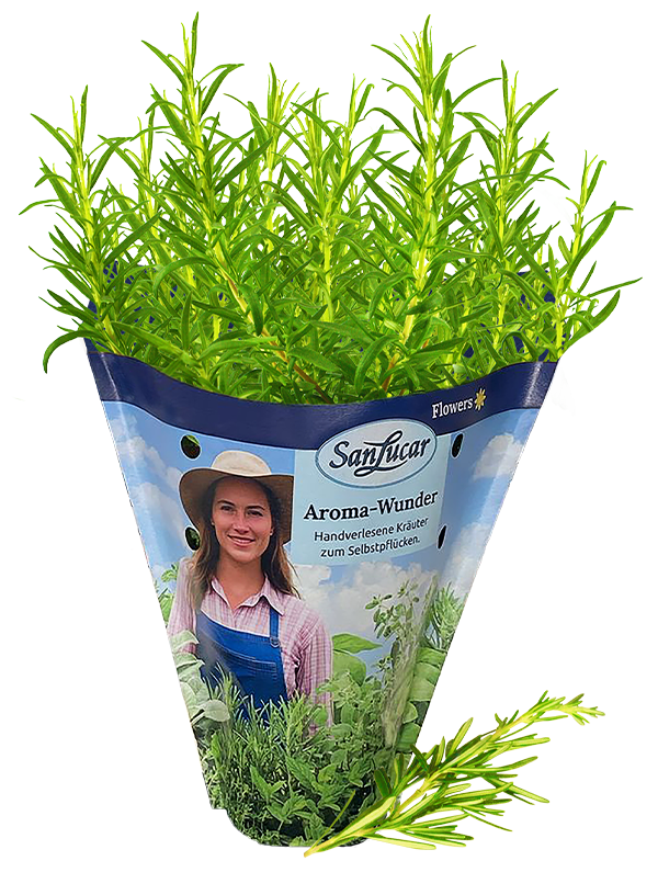 Papiertute_Krauter_Rosmarin Fresh rosemary in a sustainable paper bag – aromatic herb perfect for roasting, grilling, and seasoning.