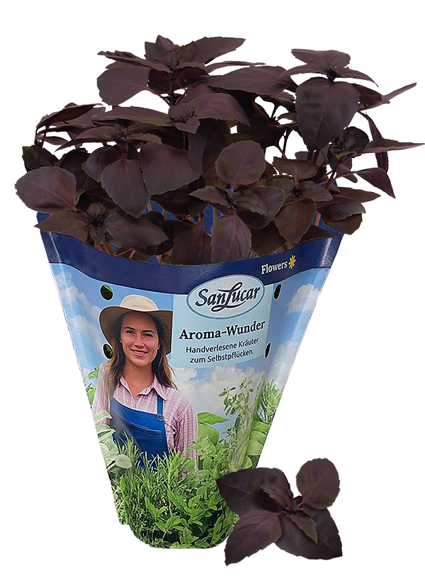 Papiertute_Krauter_Rotes_Basilikum Fresh red basil in a sustainable paper bag – aromatic herb perfect for salads, pasta, and seasoning.