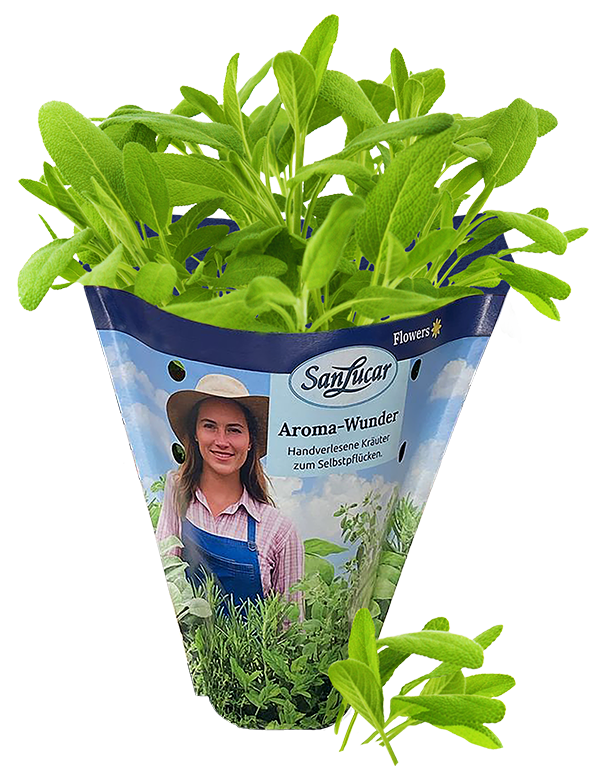 Papiertute_Krauter_Salbei Fresh sage in a sustainable paper bag – aromatic herb perfect for seasoning, tea, and cooking