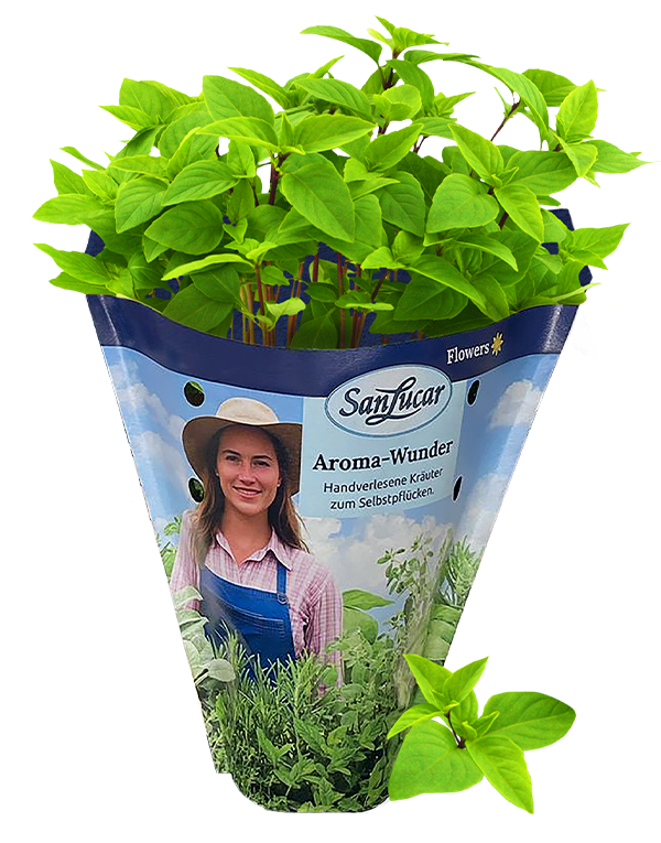 Papiertute_Krauter_Thai_basilikum Fresh Thai basil in a sustainable paper bag – aromatic herb perfect for Asian cuisine and seasoning