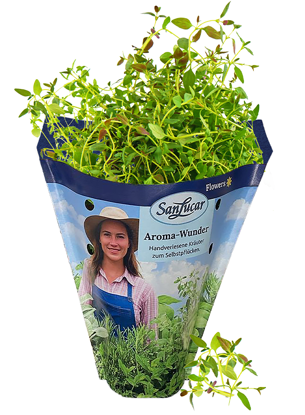 Papiertute_Krauter_Thymian Fresh thyme in a sustainable paper bag – aromatic herb perfect for seasoning and cooking.