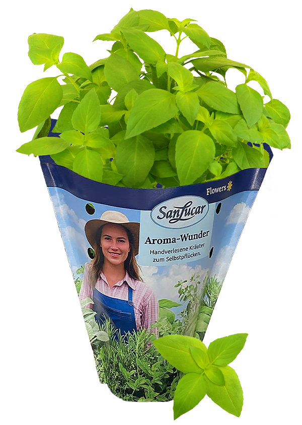 Papiertute_Krauter_Zitronen_Basilikum Fresh lemon basil in a sustainable paper bag – aromatic herb perfect for seasoning, salads, and tea