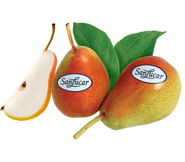 Fresh SanLucar Forelle pears, small and speckled, showcasing their sweet and juicy flavor.