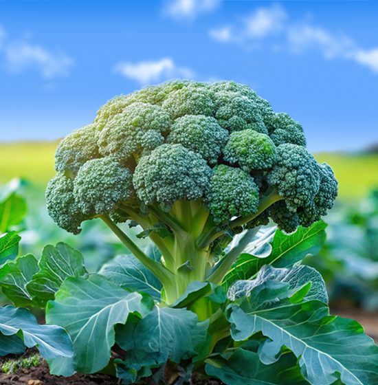 Broccoli imagen A fresh head of green broccoli with tightly packed florets and a thick stalk, isolated on a white background.