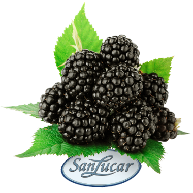 Fresh blackberries with deep purple hues, isolated on a white background – sweet, juicy, and rich in antioxidants.