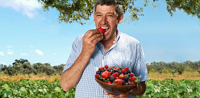 Strawberry plant in bloom with delicate white flowers and unripe green strawberries – the early stage of fruit development