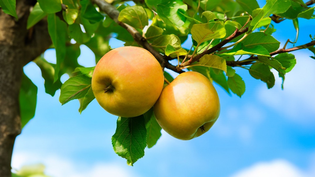 Fresh red and green apples hanging from a tree with green leaves, illuminated by sunlight in a natural orchard.
