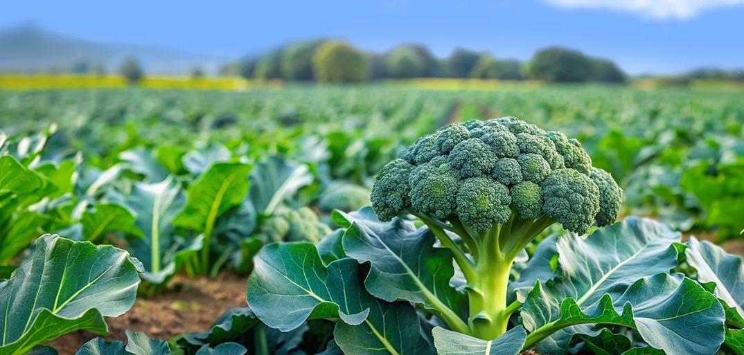 Fresh green broccoli plants growing in a field, bathed in natural sunlight with vibrant leaves.