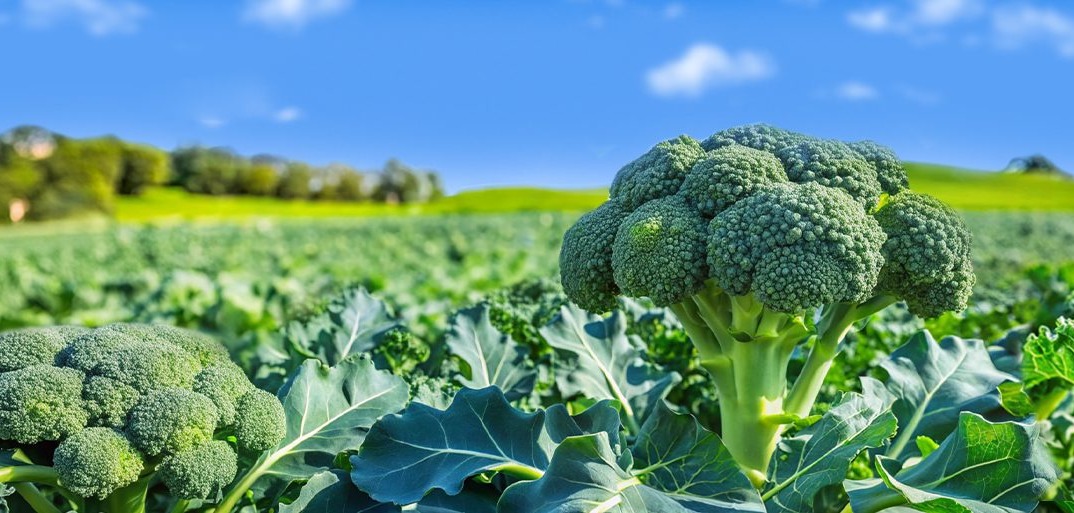 Header brocoli2 Fresh green broccoli growing in a field, surrounded by leaves and illuminated by natural sunlight.