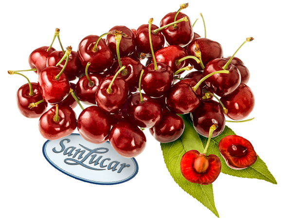 Fresh SanLucar cherries, plump and juicy, with a vibrant red color and glossy skin.