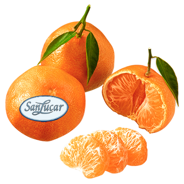 Mandarin loose logo – a branding icon representing fresh, high-quality mandarins.