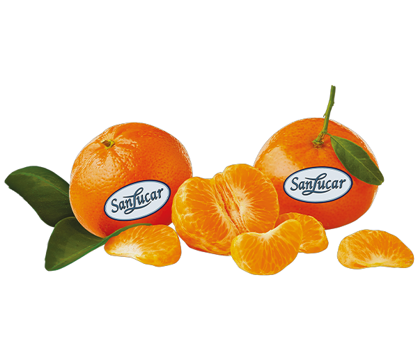 Mandarin loose logo – a branding icon representing fresh, high-quality mandarins.