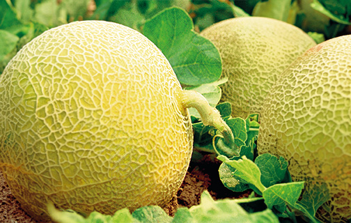 Melonen_Galia Fresh, ripe Galia melon with vibrant skin on a rustic backdrop, showcasing premium produce.