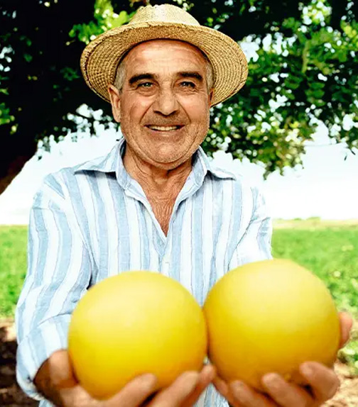 Melonen_Galia_Anbauer Fresh Galia melon with vibrant skin on a rustic backdrop, highlighting premium, sweet produce.