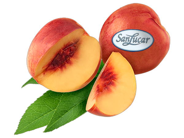 Fresh SanLucar cherries, plump and juicy, with a vibrant red color and glossy skin.