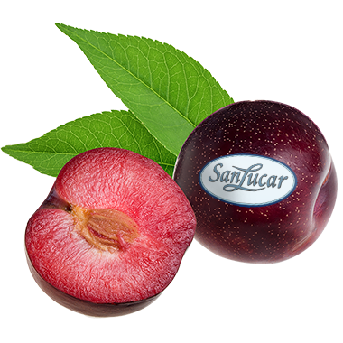 Pflaumen_lose_logo Fresh SanLucar plums, whole and halved, highlighting their juicy, vibrant flesh.