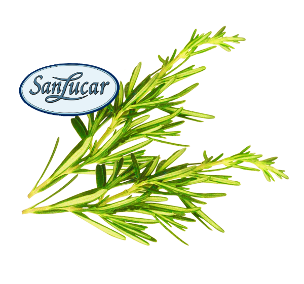 Rosmarin_miniatura_lose_logo Fresh lemon basil in a sustainable paper bag – aromatic herb perfect for seasoning, salads, and tea.