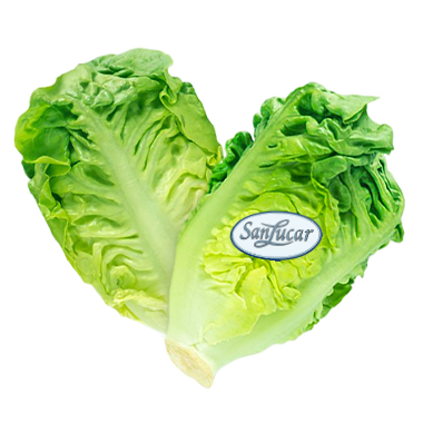 Fresh iceberg lettuce with crisp green leaves, isolated on a white background – perfect for salads and healthy meals.