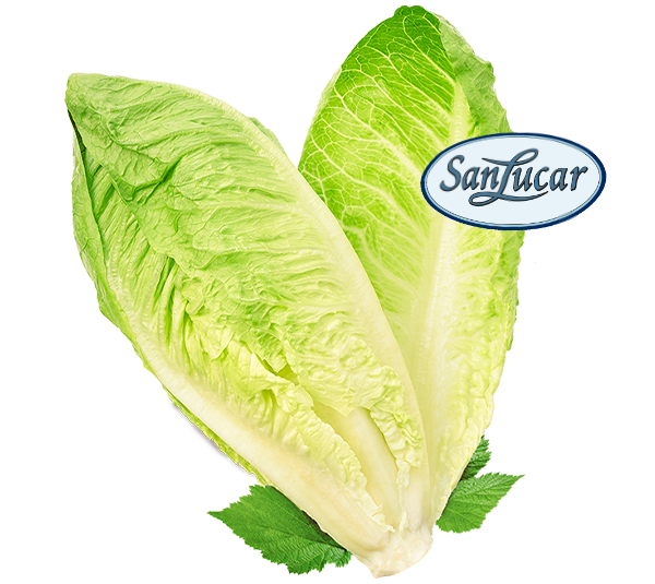 Fresh SanLucar Romain lettuce, crisp and vibrant, showcasing its tender green leaves and fresh texture.