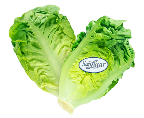 Fresh SanLucar lettuce, crisp and vibrant, showcasing its rich green color and leafy texture.