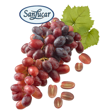 Grapes fruit guide logo – an educational resource on grape varieties, flavors, and benefits.