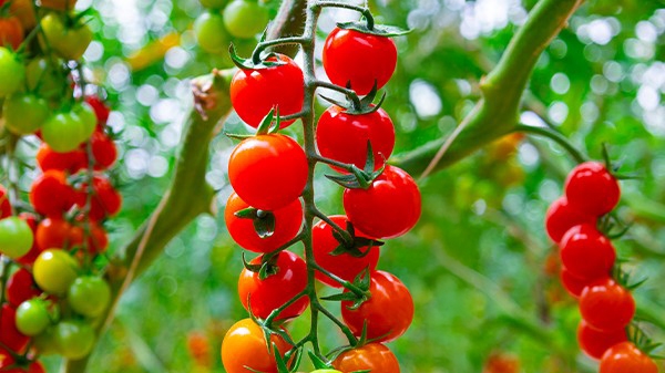Homemade pesto – fresh tomato, garlic, olive oil, and cheese blended into a flavorful green sauce