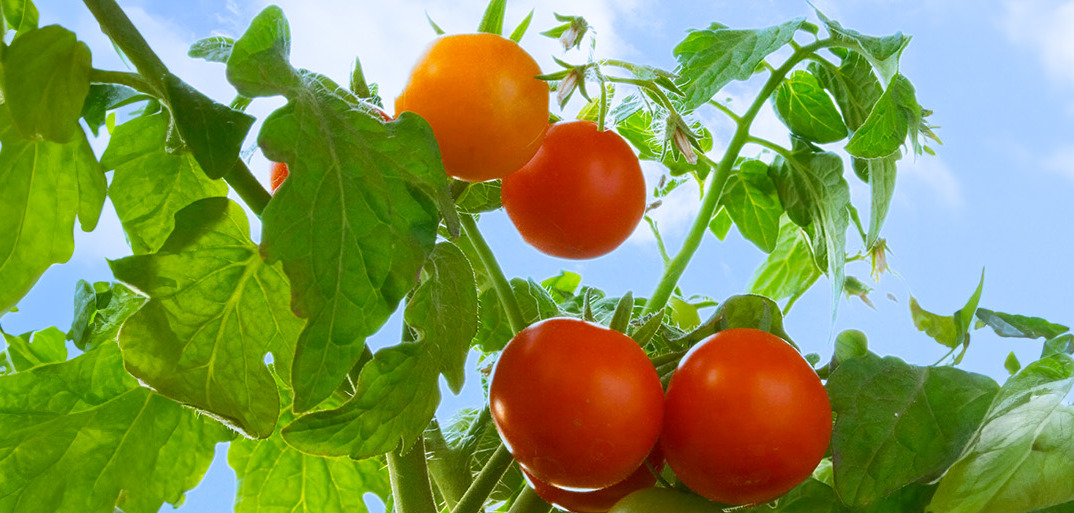 Header-tomaten-1414×513 Header image of fresh, ripe tomatoes on a rustic surface, showcasing premium produce.