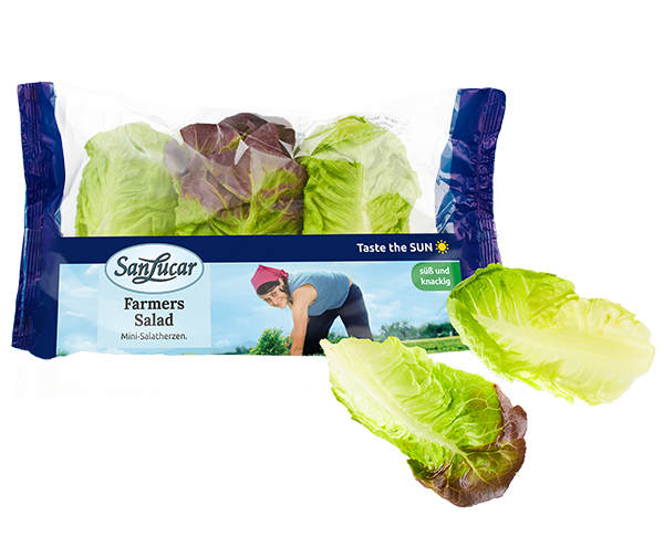 Fresh SanLucar Mini Salatherzen, crisp and vibrant, showcasing their tender leaves and fresh green color.