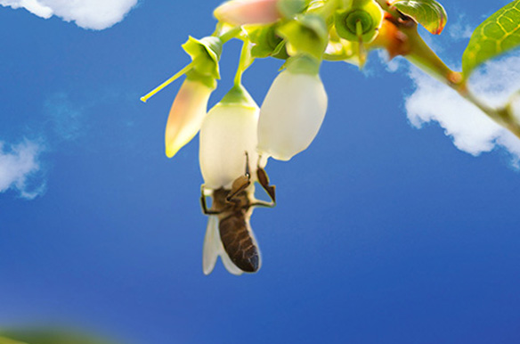 Bee pollinating a flower up close – essential for biodiversity and natural pollination.