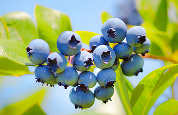 "Fresh blueberries growing on a bush, with plump, deep blue berries and green leaves – ripe, juicy, and antioxidant-rich.
